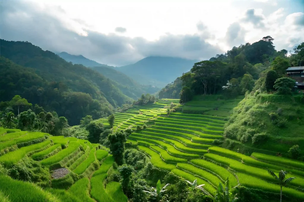 Sweeping view over the Pupuan rice terraces in Bali
